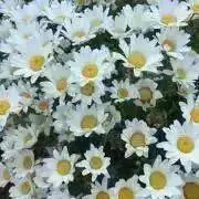 ぶひ⭐︎の画像