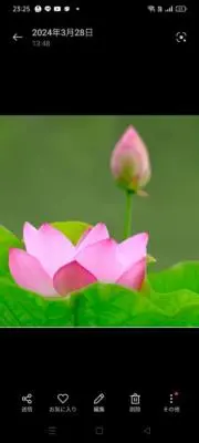 ローレルの画像