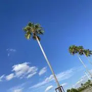 c.cの画像