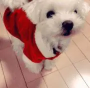Ｊの画像