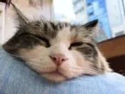 TTの画像