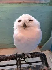 mahaloの画像