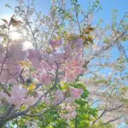 Korimachiutaの画像
