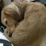 かけるっち