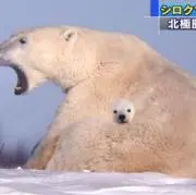 echoの画像