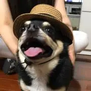 かいと