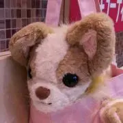 ぴょこママ
