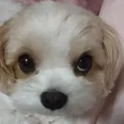 たんぽぽわたげ