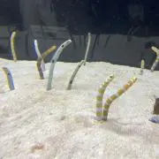 みぃ