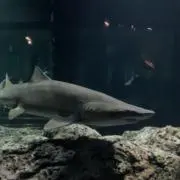 Misakiの画像