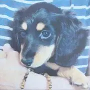 ほー