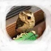 ほのぼのの画像