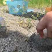 きのこの画像