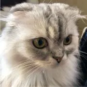 ろでーむ