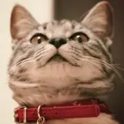 やまねこ @ 7月も毎日発送✈️の画像