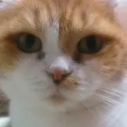 モコの画像