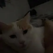 ドンキの画像