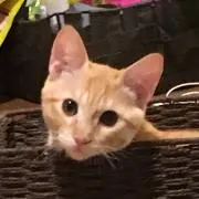 みーママ