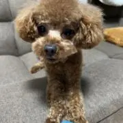 こてつの画像