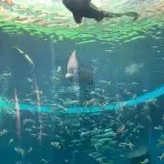 にんじん⭐︎の画像