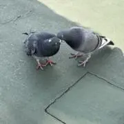 ちょ もの画像