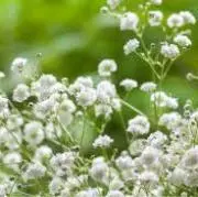 花山