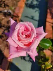 麗の画像