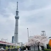 ちさの画像