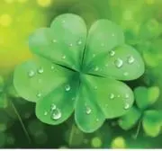 ☘️こりん☘️の画像
