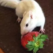 ぼんぎゃー