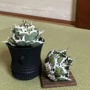 福江男の画像