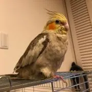 ゆうすけ
