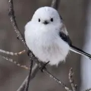 キノの画像