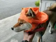 ヤマトリの画像