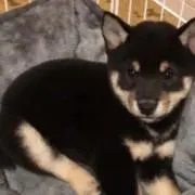 しゅうまいの画像