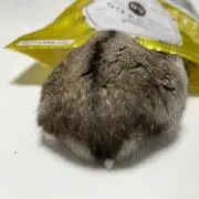 翠葉の画像