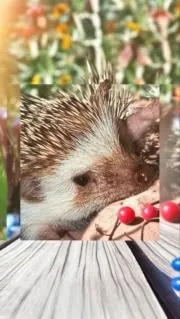 みみの画像