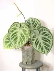 LemonPlants5日に植物出品停止の画像