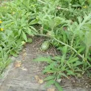 Meiの画像