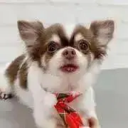 あやや