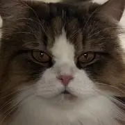 寧々＊プロフ必読の画像