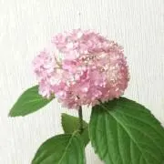 あじさいの画像