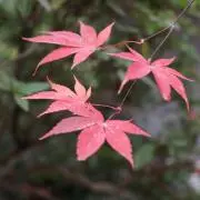 雲の中央