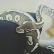 Kの画像
