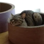 さりーの画像