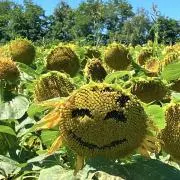 めーちゃんの画像