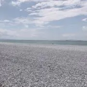 ぺこの画像