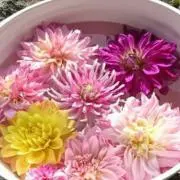 花の画像