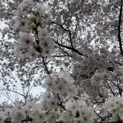 OJCの画像