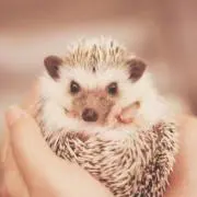 しょこらの画像